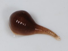 Glossiphoniidae