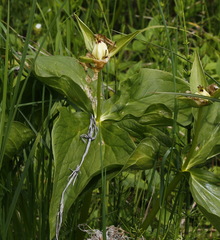 Trillium camschatcense