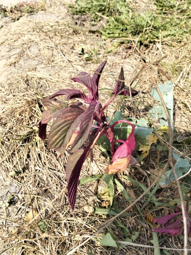 Image of Amaranthus cruentus by (c) Maksymilian Bobko, some rights reserved (CC BY)