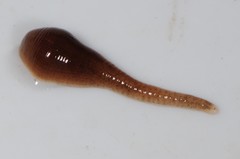 Glossiphoniidae