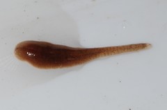 Glossiphoniidae