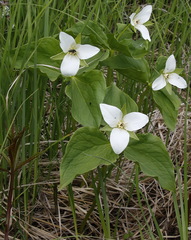 Trillium camschatcense