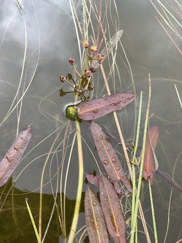 Image of Sagittaria natans by (c) Valerii Glazunov, some rights reserved (CC BY)
