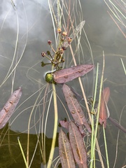 Sagittaria natans, photograph (c) Valerii Glazunov, some rights reserved (CC BY)