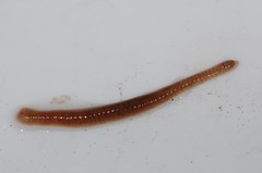 Glossiphoniidae