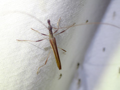 Rhinophthalmus