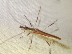 Rhinophthalmus