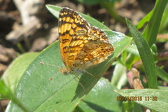 Phyciodes mylitta