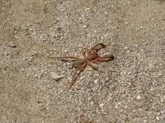 Gluvia dorsalis