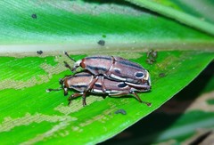 Sphenocorynes kosempoensis