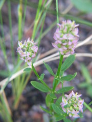 Polygala brevifolia