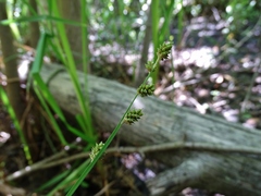 Carex canescens