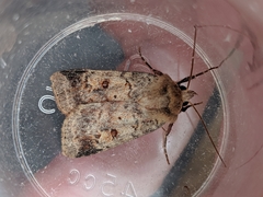 Diarsia mendica