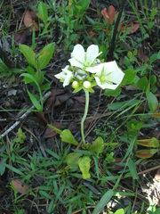 Dionaea muscipula