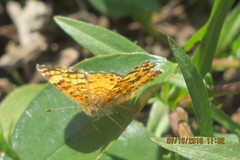 Phyciodes mylitta