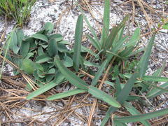 Euphorbia ipecacuanhae
