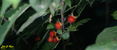 Rubus crataegifolius