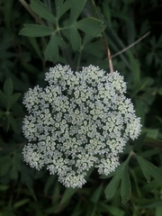 Angelica hirsutiflora