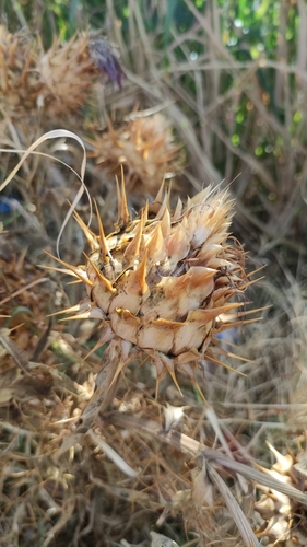 Artichoke Thistle