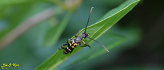 Leptura annularis