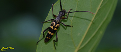 Leptura annularis