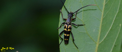Leptura annularis
