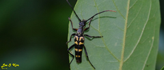 Leptura annularis