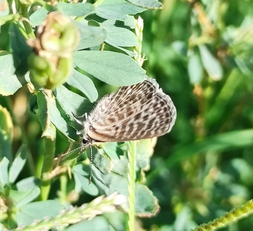 Lang's Short-tailed Blue
