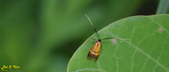 Nemophora staudingerella