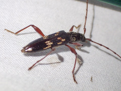 Coptocercus rubripes