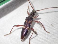 Coptocercus rubripes