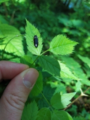 Hemicrepidius hirtus