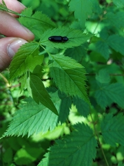 Hemicrepidius hirtus