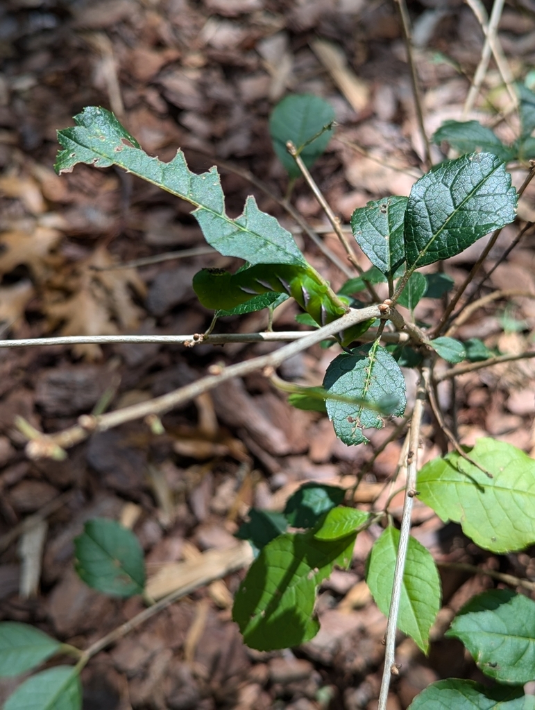 Pawpaw Sphinx from Three Meadows, Greensboro, NC 27455, USA on ...