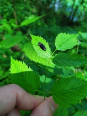 Hemicrepidius hirtus