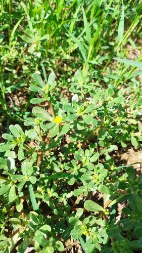 Common Purslane