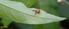Leptapoderus rubidus