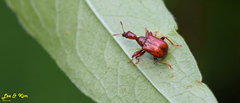 Leptapoderus rubidus