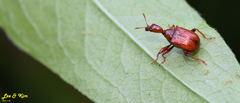 Leptapoderus rubidus