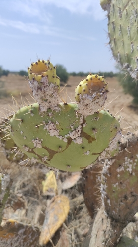 Cactus Scattered Cochineal