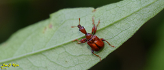 Leptapoderus rubidus