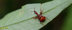 Leptapoderus rubidus