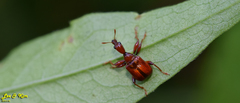 Leptapoderus rubidus