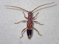 Coptocercus aberrans