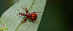 Leptapoderus rubidus