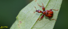 Leptapoderus rubidus