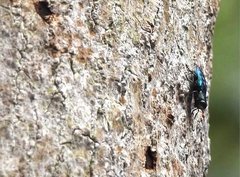 Chrysobothris sauteri