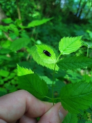 Hemicrepidius hirtus