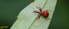 Leptapoderus rubidus