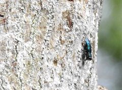 Chrysobothris sauteri